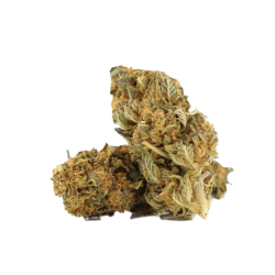 Sugar Cream 10-OH+ | Fleur gourmande | High Impact CBD