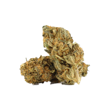 Sugar Cream 10-OH+ | Fleur gourmande | High Impact CBD