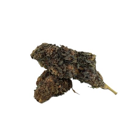 Chocolata Skunk 10-OH+ | Fleur premium | High Impact CBD