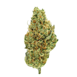 Critical Kush 10-OH+ | Fleur premium | High Impact CBD